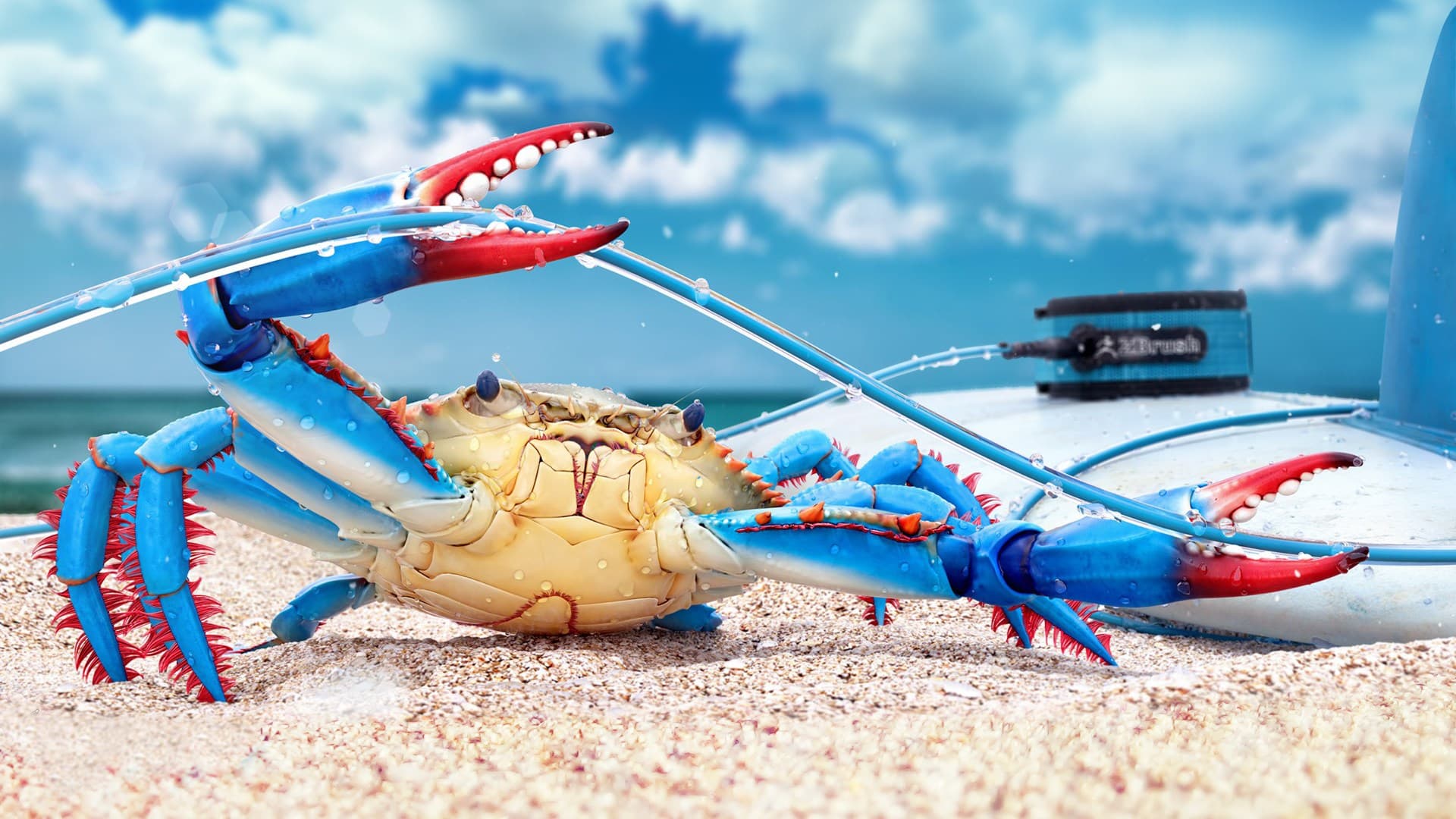 Blue crab on the beach