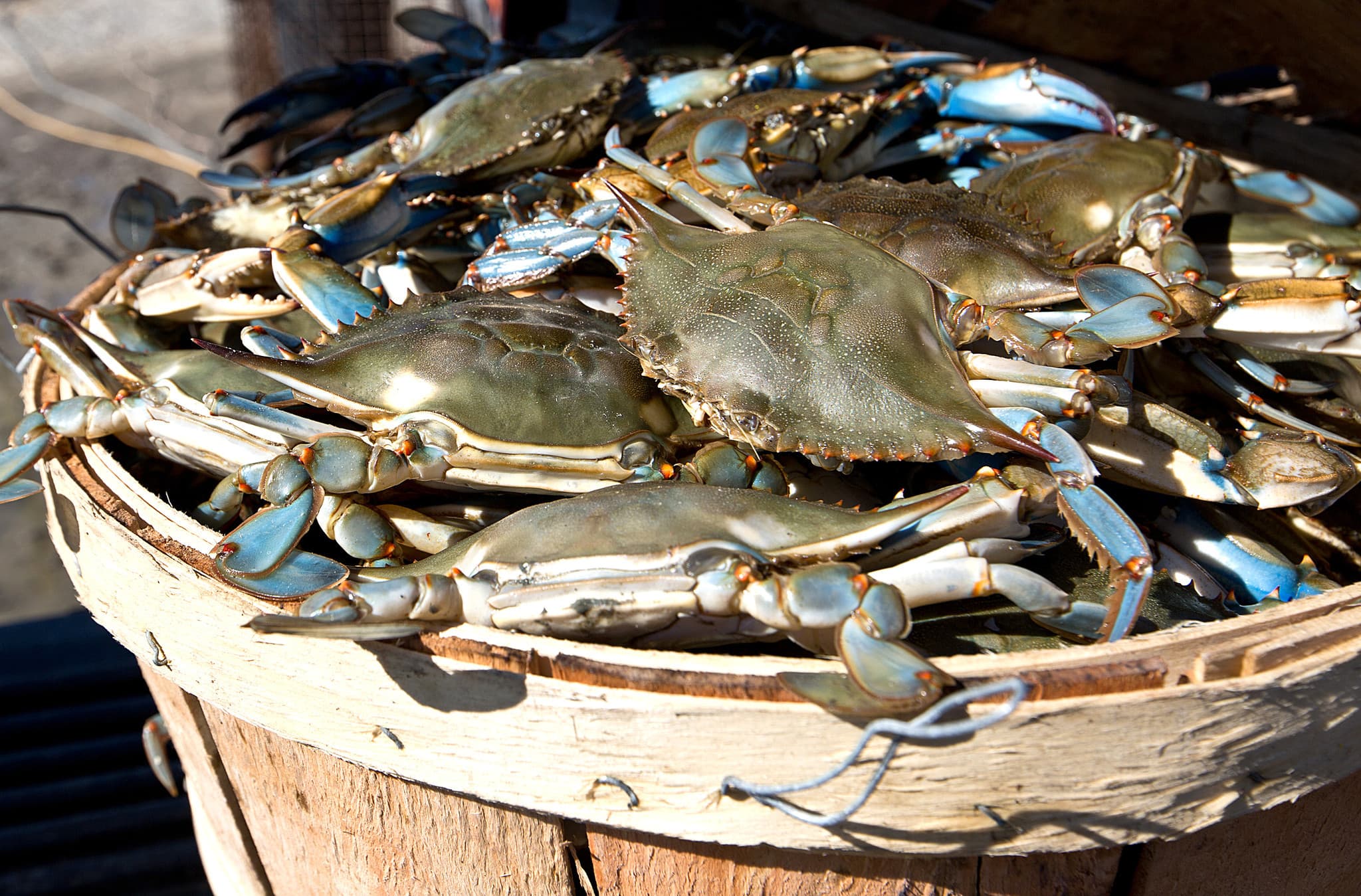 Maryland Steamed Blue Crabs: Beer, Vinegar & Old Bay