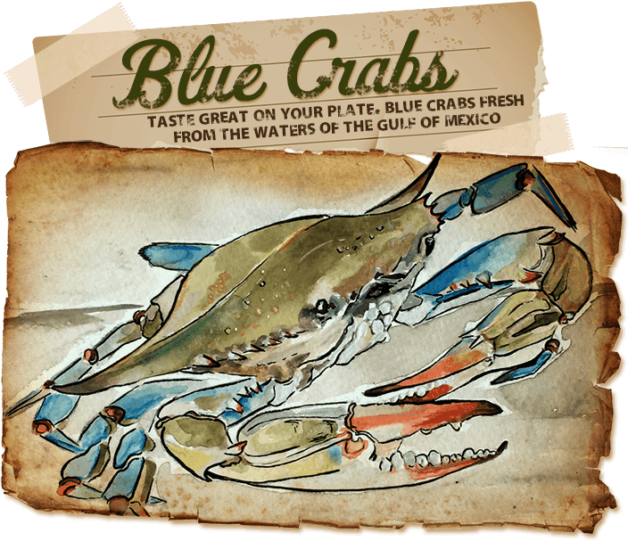 Blue crabs