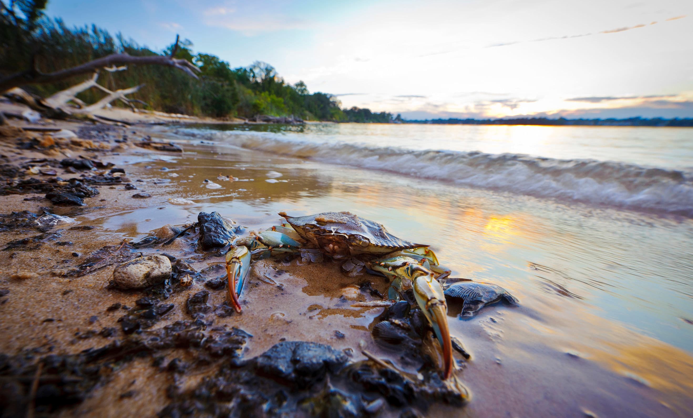 Classic Maryland Steamed Blue Crabs